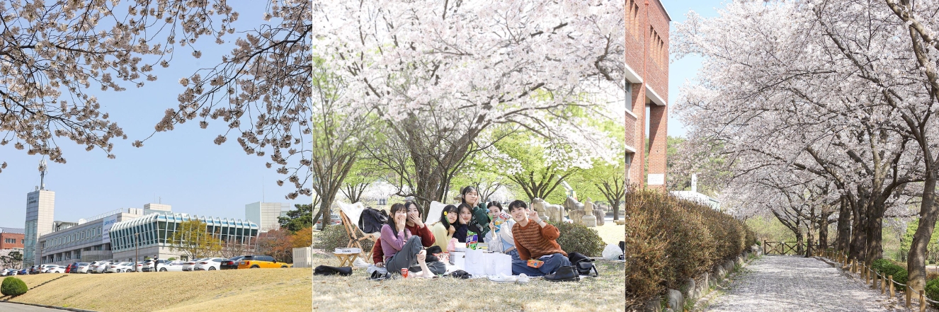 Đại học Daegu vào mùa hoa anh đào
