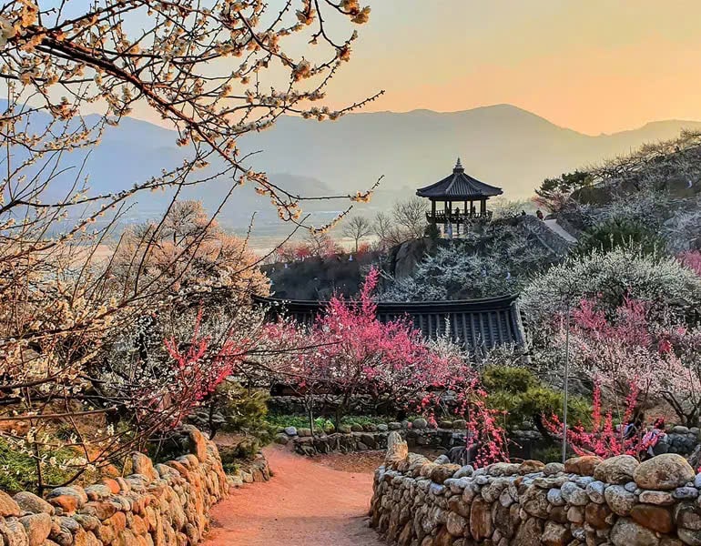 Lễ hội Gwangyang Maehwa